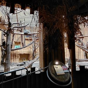 Binturong indoor exhibit