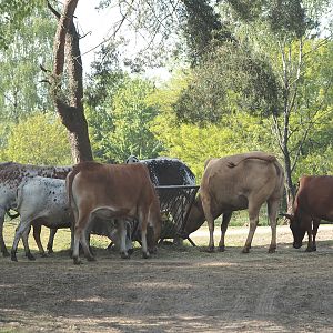 Zebus (Bos taurus indicus), 2025-04-30