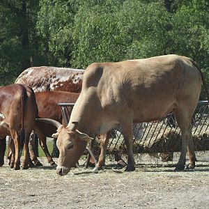 Zebus (Bos taurus indicus), 2025-04-30