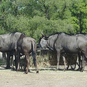 Blue wildebeest (Connochaetes taurinus taurinus), 2025-04-30