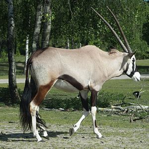 Gemsbok (Oryx gazella), 2025-04-30