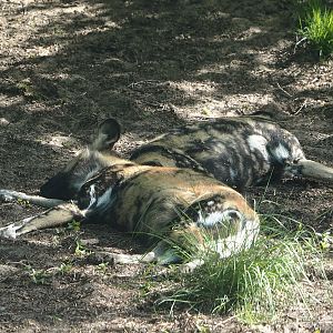 African wild dogs (Lycaon pictus), 2025-04-30