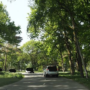 Now gone cheetah drive-through on the car safari, 2025-04-30