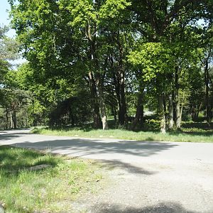 Now gone cheetah drive-through on the car safari, 2025-04-30