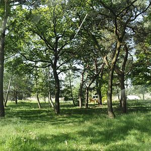 Now gone cheetah drive-through on the car safari, 2025-04-30