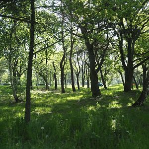 Now gone cheetah drive-through on the car safari, 2025-04-30