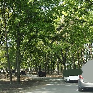 Car safari - European forest, 2025-04-30