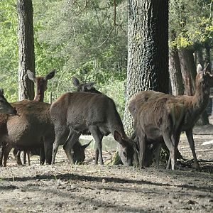 Central European red deer (Cervus elaphus hippelaphus), 2025-04-30