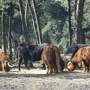 Heck cattle and Scottish Highland cattle (Bos taurus taurus), 2025-04-30