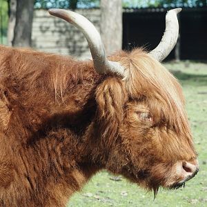Scottish Highland cattle (Bos taurus taurus), 2025-04-30