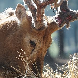 Père David's deer (Elaphurus davidianus), 2025-04-30