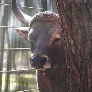Javan banteng bull (Bos javanicus javanicus), 2025-04-30