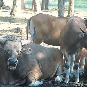 Javan bantengs (Bos javanicus javanicus), 2025-04-30