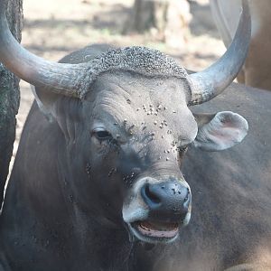 Javan banteng bull (Bos javanicus javanicus), 2025-04-30