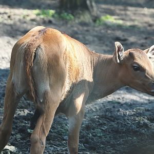 Javan banteng calf (Bos javanicus javanicus), 2025-04-30