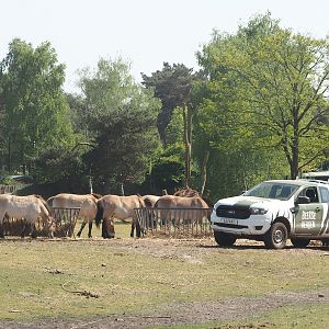 Przewalski's horses (Equus ferus przewalskii) and feeding vehicle, 2025-04-30