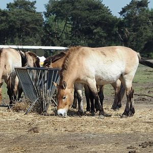 Przewalski's horses (Equus ferus przewalskii), 2025-04-30