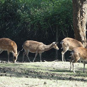 Vietnamese sika deer (Cervus nippon pseudaxis), 2025-04-30