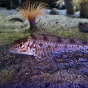 Longspine Combfish (Zaniolepis latipinnis)