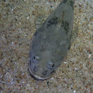 Pacific Staghorn Sculpin (Leptocottus armatus)