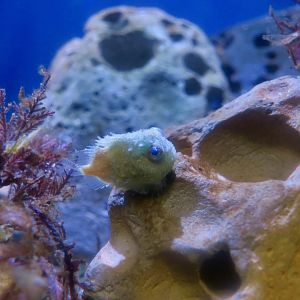 Pacific Spiny Lumpsucker (Eumicrotremus orbis)