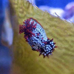 Spotted Triopha Nudibranch (Triopha maculata)