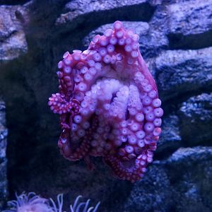 Giant Pacific Octopus (Enteroctopus dofleini)