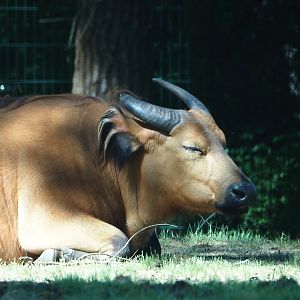 Red forest buffalo (Syncerus caffer nanus), 2025-04-30