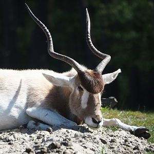Addax (Addax nasomaculatus), 2025-04-30