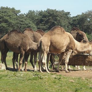 Dromedary camels (Camelus dromedarius), 2025-04-30
