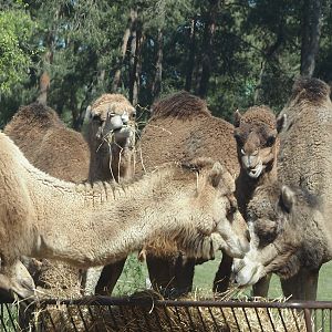 Dromedary camels (Camelus dromedarius), 2025-04-30