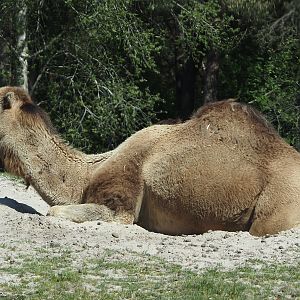 Dromedary camel (Camelus dromedarius), 2025-04-30