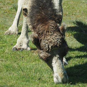 Dromedary camel (Camelus dromedarius), 2025-04-30