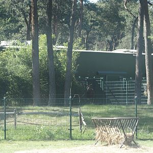 Part of okapi paddock and okapi building seen from the car safari, 2025-04-30