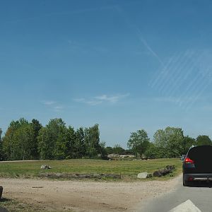 Car safari - Giraffe plains, 2025-04-30