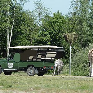 Game drive vehicle, Grévy's zebra and Rotschild's giraffe, 2025-04-30