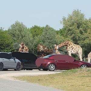 Rothschild's giraffes licking cars on the car safari, 2025-04-30