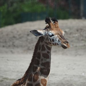 Rothschild's giraffe calf (Giraffa camelopardalis rothschildi), 2025-04-30
