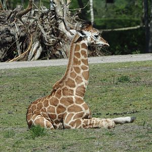 Rothschild's giraffe calf (Giraffa camelopardalis rothschildi), 2025-04-30