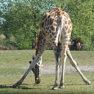 Rothschild's giraffe bending down (Giraffa camelopardalis rothschildi), 2025-04-30