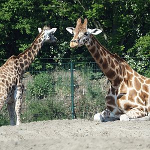 Rothschild's giraffes, calf and adult lying down (Giraffa camelopardalis rothschildi), 2025-04-30