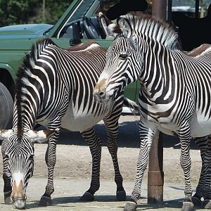 Grévy's zebras (Equus grevyi), 2025-04-30