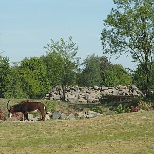 Hamadryas baboon rock seen from the car safari, 2025-04-30