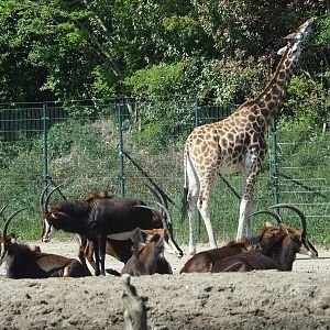 Rothschild's giraffe (Giraffa camelopardalis rothschildi) and Black sable antelopes (Hippotragus niger niger), 2025-04-30