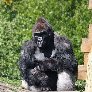 Western lowland gorilla (Gorilla gorilla gorilla), 2025-04-30