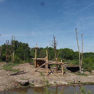 Western lowland gorilla and Black crested mangabey island, 2025-04-30