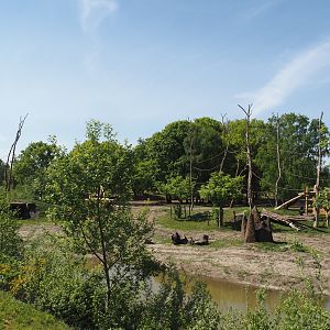 Western lowland gorilla and Black crested mangabey island, 2025-04-30