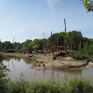 Western lowland gorilla and Black crested mangabey island, 2025-04-30