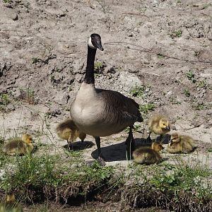 Wild introduced Canada goose with goslings (Branta canadensis), 2025-04-30