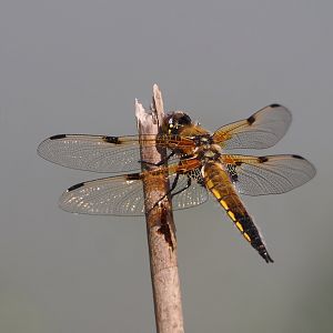 Wild Four-spotted chaser (Libellula quadrimaculata), 2025-04-30